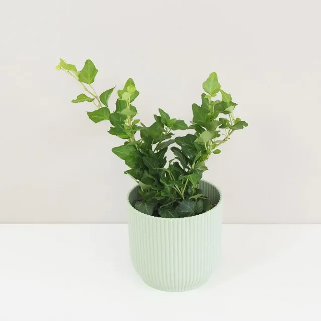 Břečťan / Hedera helix ‘Wonder’