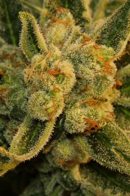 Bubblegum - 5ks feminizovaná semínka T.H. Seeds