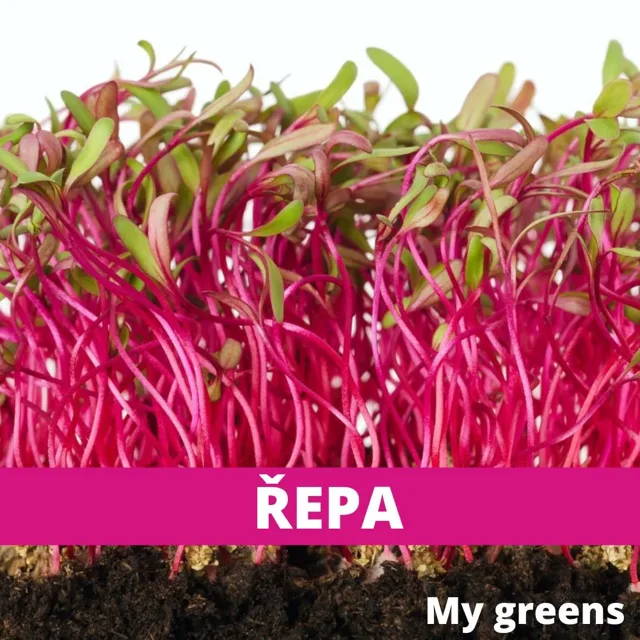 Červená řepa microgreens semena 30g