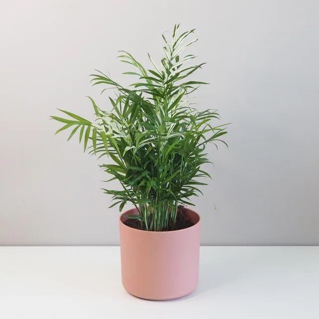 Chamaedorea elegans variegata