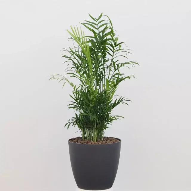 Chamaedorea elegans velká