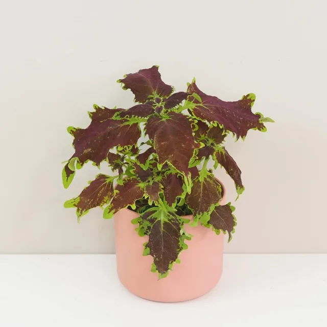 Coleus blumei ‘Burgundy’