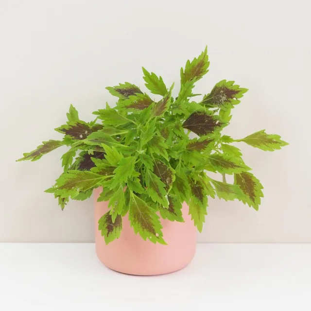 Coleus blumei ‘Wizard’