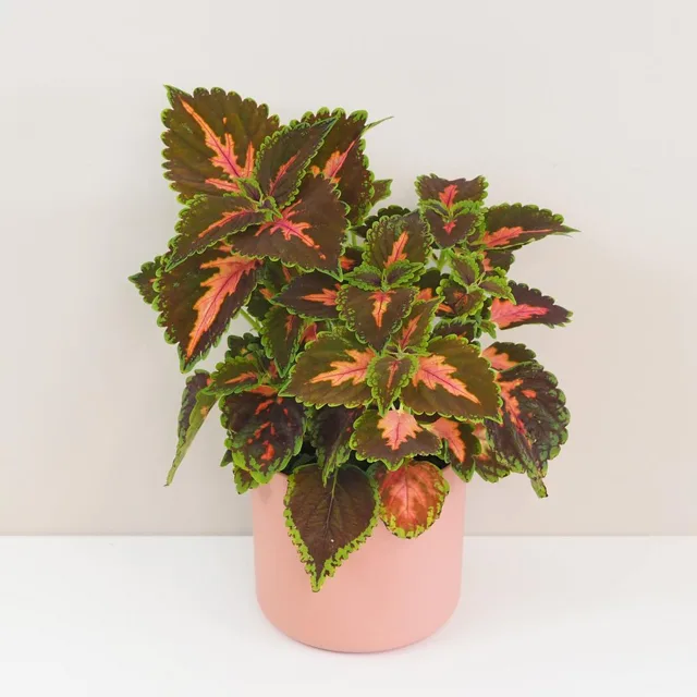 Coleus ‘Main Street Ruby Road’