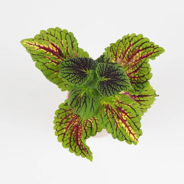 Coleus ‘Spacecake’ malý
