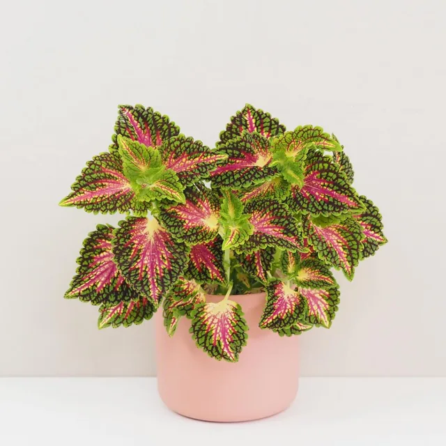 Coleus ‘Spacecake’