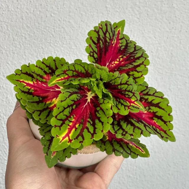 Coleus ‘Superfine Rainbow Color Pride’