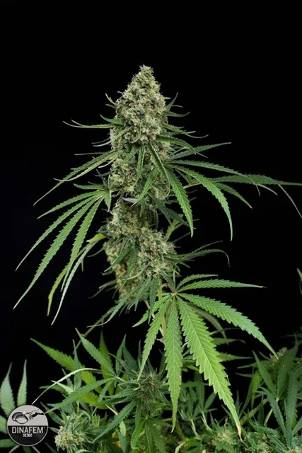 Critical+ Autoflower - 5 ks feminizovaná semínka Dinafem