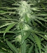 Critical Jack - feminizovaná semínka 12ks Natural Seeds