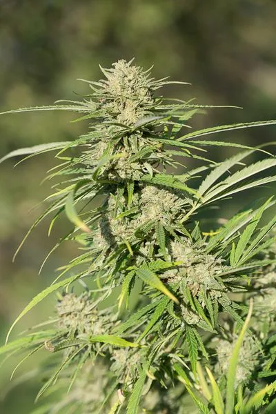 Critical Kush - feminizovaná semínka 10ks Dinafem