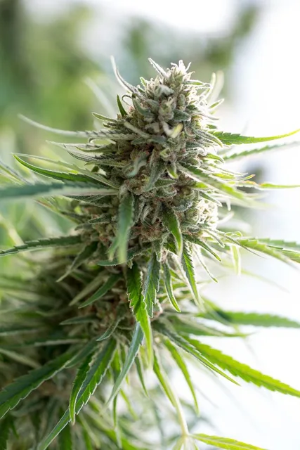 Critical Mass CBD - feminizovaná semínka 3ks Dinafem