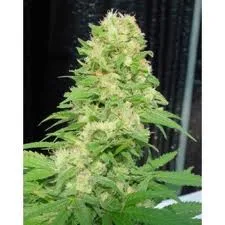 Critical Skunk 18 ks standardizovaná semínka Mr. Nice