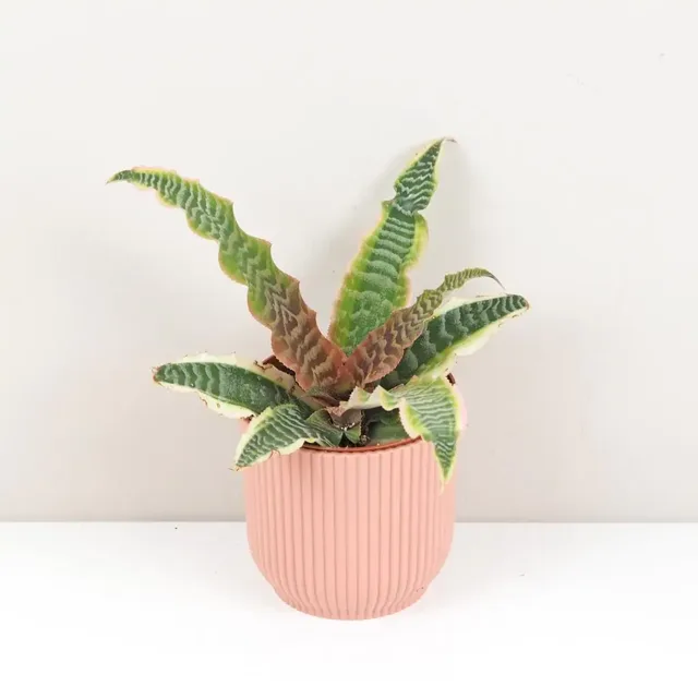 Cryptanthus bivittatus ‘Elaine’
