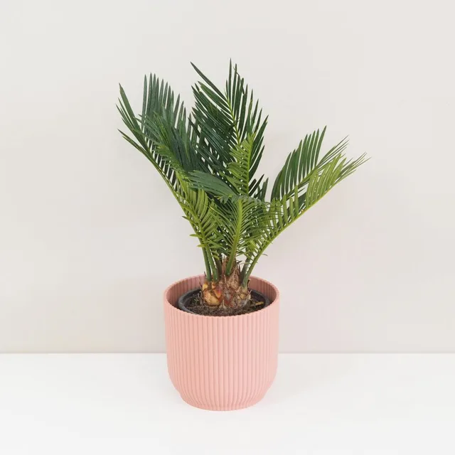 Cykas japonský / Cycas revoluta střední