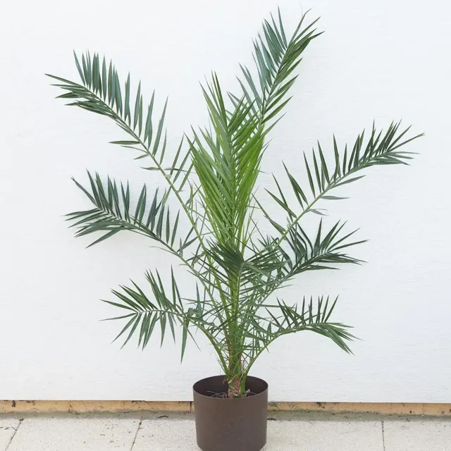 Datlovník kanářský / Phoenix canariensis veľký