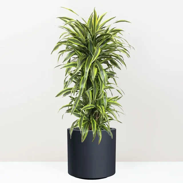 Dracaena fragrans ‘Lemon Lime’ 140 cm