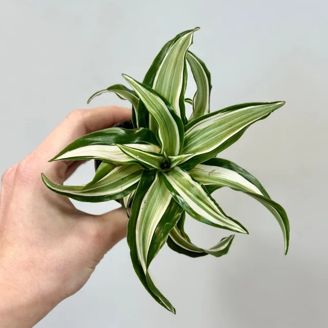Dracaena fragrans ‘Malaika’