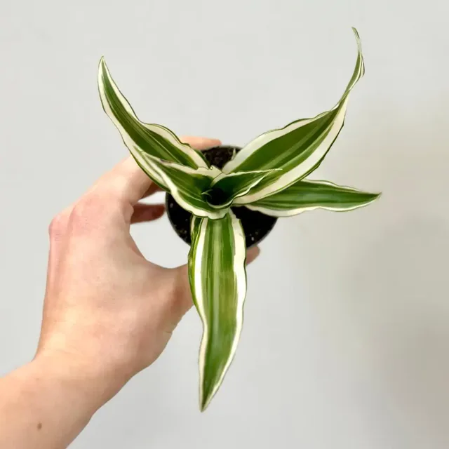 Dracaena fragrans ‘White Jewel’