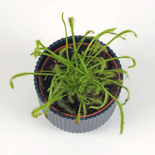 Drosera capensis