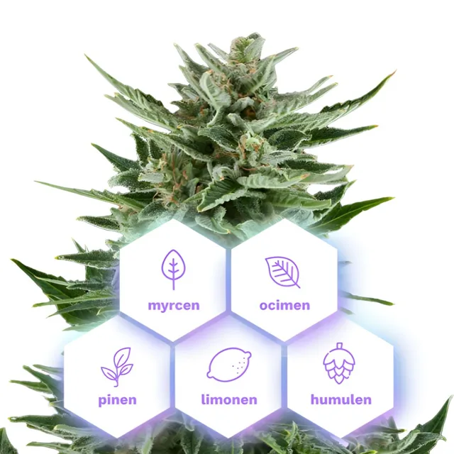 Easy Bud Auto - samonakvétací semena konopí, 3 ks, Cannapio