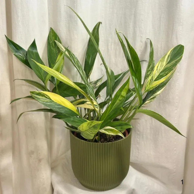 Epipremnum amplissimum ‘Variegata’ maxi 1