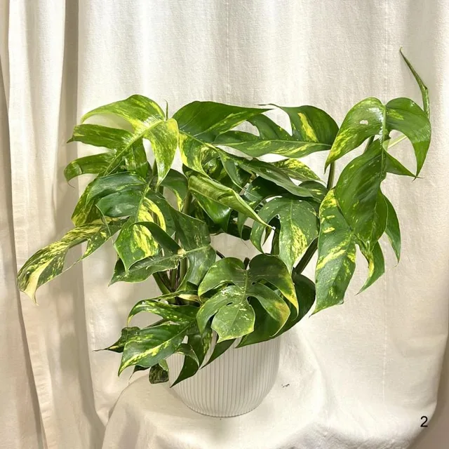 Epipremnum pinnatum ‘Cintho Goldfinger’ maxi 2