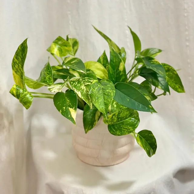 Epipremnum pinnatum ‘Golden Flame’