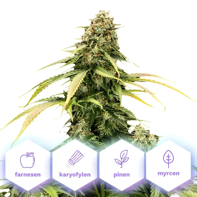 Epsilon F1 - autoflowering semena 3 ks Cannapio