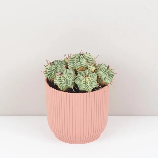Euphorbia meloformis variegata