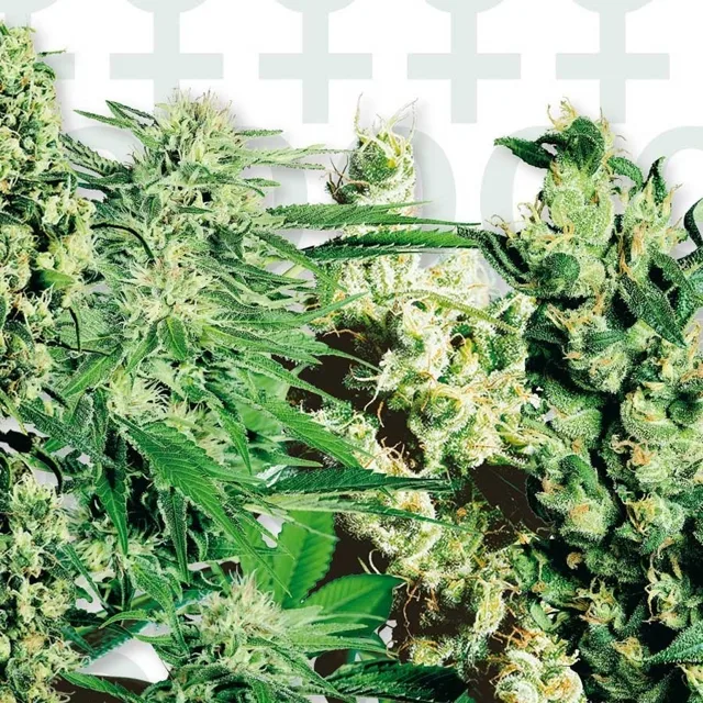 Feminized Mix - 20 ks feminizovaná semínka Sensi Seeds