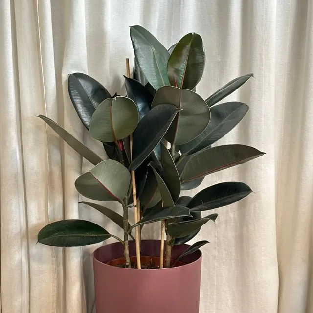 Ficus elastica ‘Abidjan’ třístonkový velký