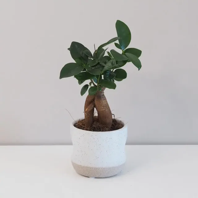 Ficus ginseng bonsai střední