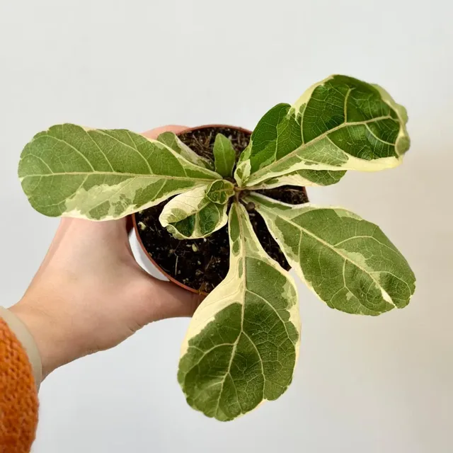 Ficus lyrata variegata