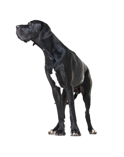 FITMIN Dog Purity Grain free adult mini beef 4 kg