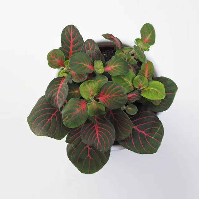 Fittonia ‘Bubble Red’