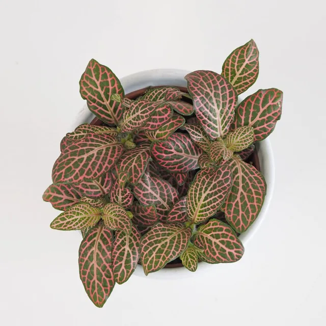 Fittonia ‘Janita’