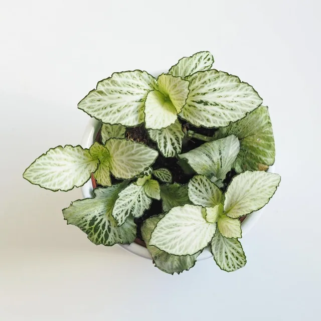Fittonia mosaic ‘Snow Anne’