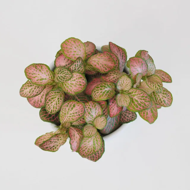 Fittonia ‘Pink Ruby Lime’