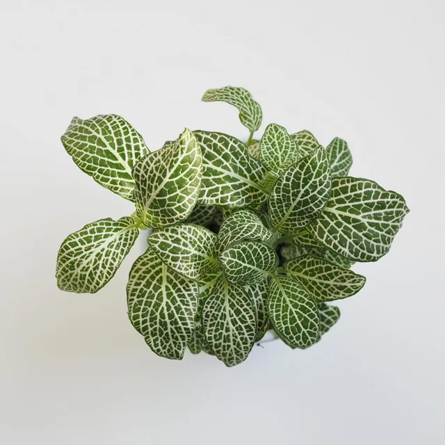 Fittonia ‘Purple Angel’