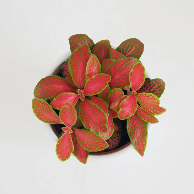 Fittonia ‘Ruby Lime’
