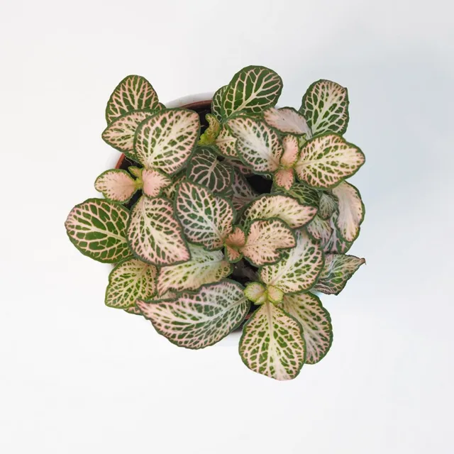 Fittonia růžová světla