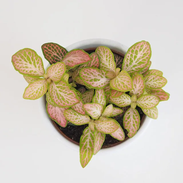 Fittonia ‘Salmon Ruby Lime Green’