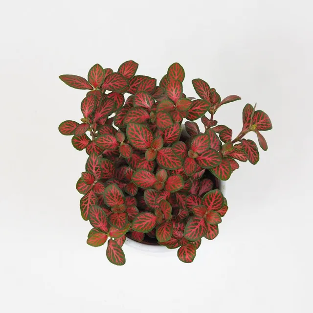 Fittonia ‘Small Red’