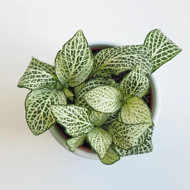 Fittonia ‘White Anne’