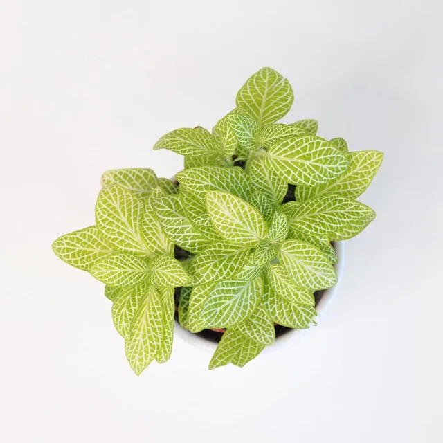Fittonia zelená světla