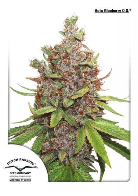 Glueberry O.G. autoflower - feminizované semínka 7 Ks Dutch Passion