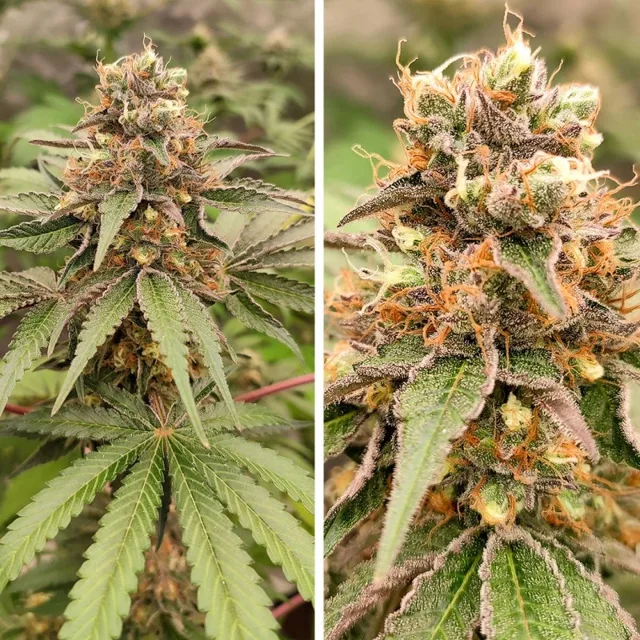 GMO Fast - feminizovaná semena, 10 ks, Dutch Passion