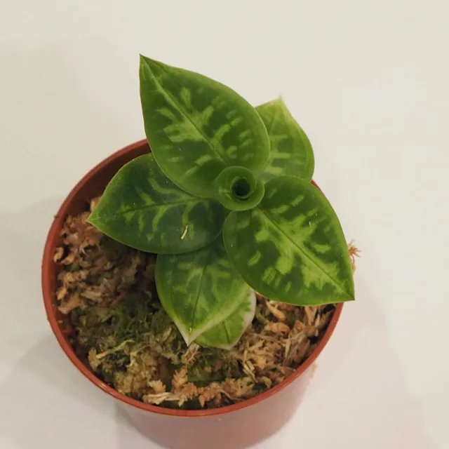 Goodyera daibuzanensis