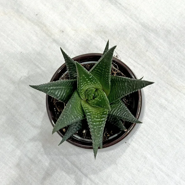 Haworthia limifolia