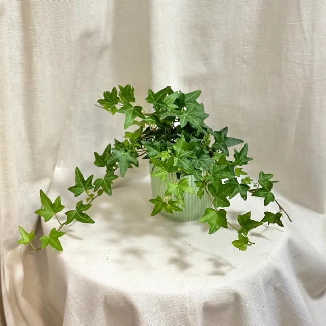 Hedera helix ‘Pittsburgh’